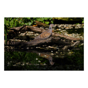 Poster Colombe européenne de tortue