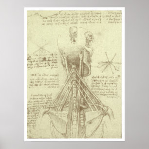 Poster Colonne vertébrale de l'anatomie humaine par Léona