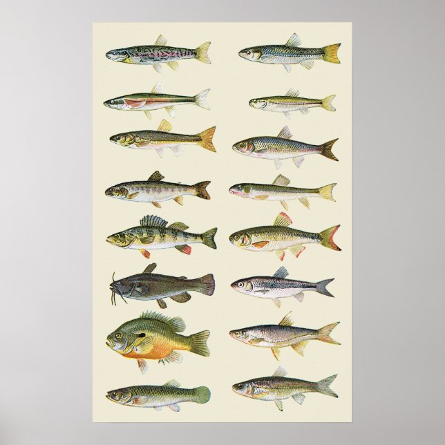 Poster Colonnes de poisson (Devant)