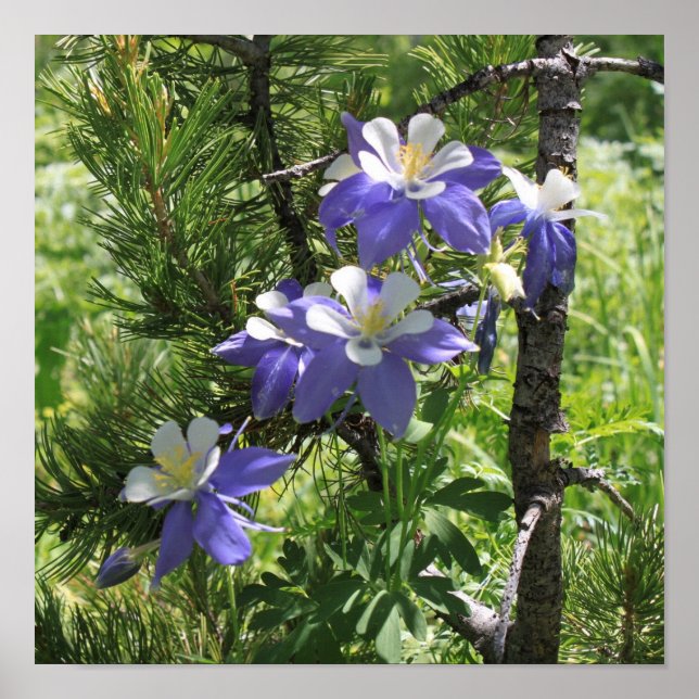 Poster Colorado Columbine (Devant)