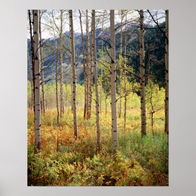 Poster Colorado, Couleurs d'automne des trembles (Devant)