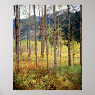 Poster Colorado, Couleurs d'automne des trembles