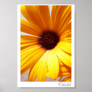 Poster Coloré