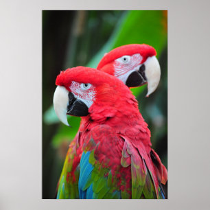 Poster coloré de perroquets de macaw