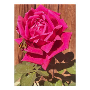 Poster Coloré Élégant rose Floral Flower rose