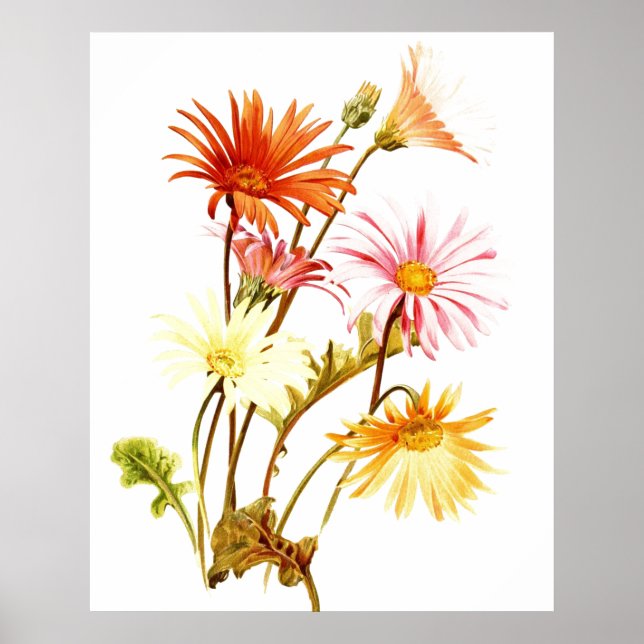 Poster coloré Gerbera Daisy Wallart (Devant)