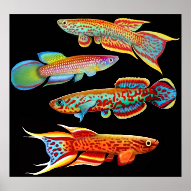 Poster coloré Killifish (Devant)