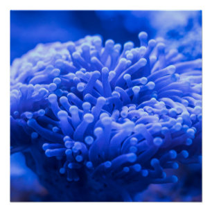 Poster Coloré Mer Bleue Anémonique Marine Vie