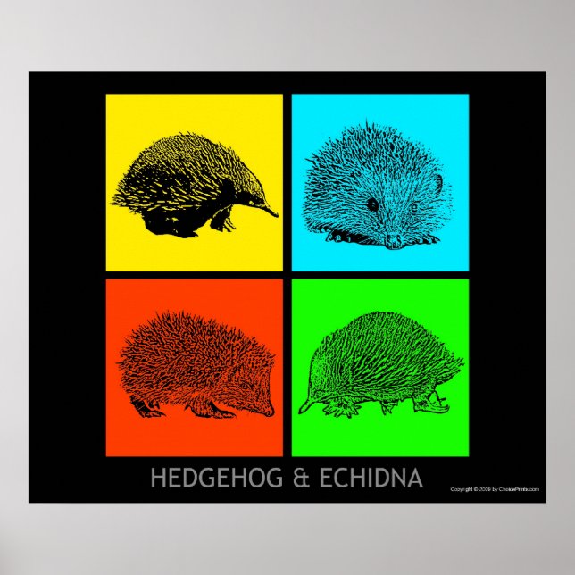 Poster Colorful Hedgehog and Echidna (Devant)