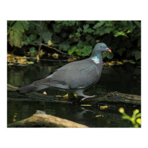 Poster Columba palumbus