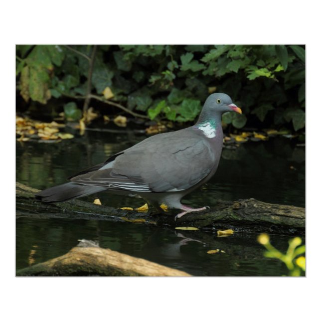 Poster Columba palumbus (Devant)