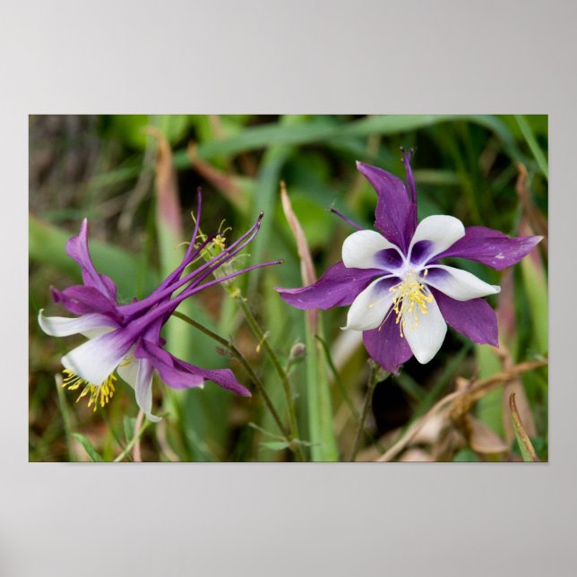 Poster Columbine Blooms (Devant)