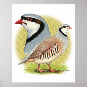 Poster Combo de perdrix de Chukar