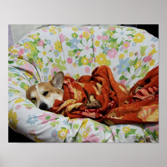 Poster Comfy Corgi (Devant)