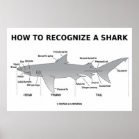 Comment Reconnaître Un Requin (Humour Biologique)