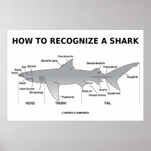 Poster Comment Reconnaître Un Requin (Humour Biologique)