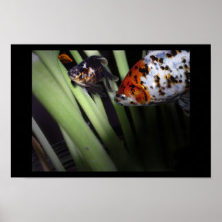 Poster commerce de poissons