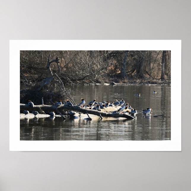 Poster commun de canards-fusiliers sur le logarith (Devant)