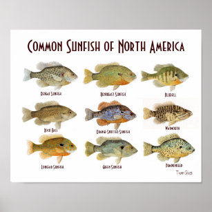 Poster commun de poisson de soleil