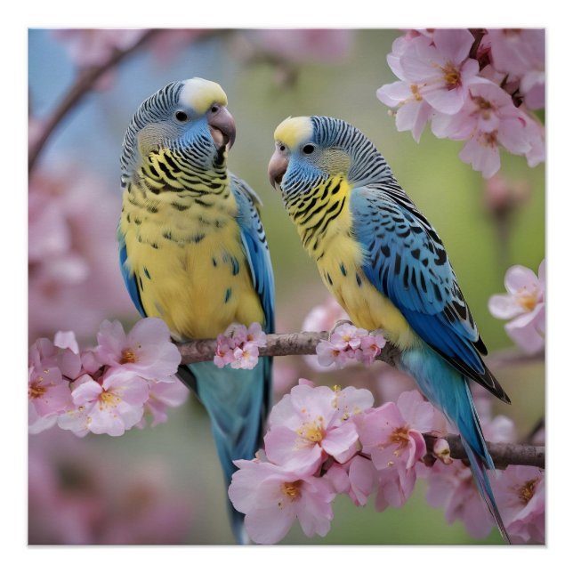 Poster "Compagnons Vibrants : Budgies bleues et jaunes" (Devant)