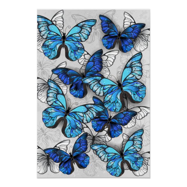 Poster Composition de papillons blancs et bleus (Devant)