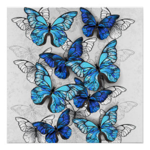 Poster Composition de papillons blancs et bleus