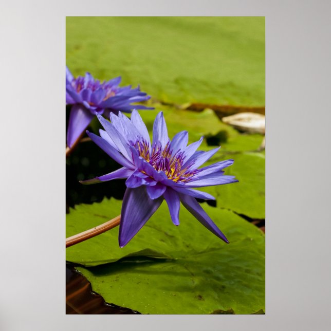 Poster Conception botanique florale de nénuphar tropical (Devant)