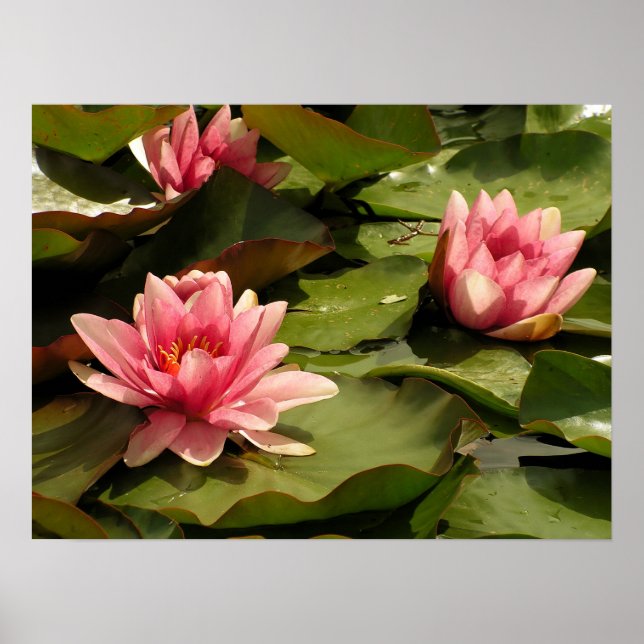 Poster Conception botanique florale de nénuphar tropical (Devant)