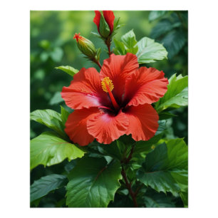 Poster Conception de photographie de fleur d'hibiscus rou