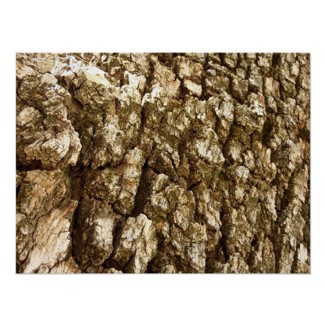 Poster Conception de texture naturelle de l'écorce d'arbr (Devant)