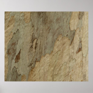 Poster Conception texturée abstraite naturelle d'écorce d
