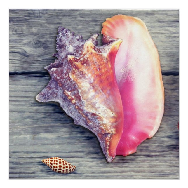 Poster Conch rose Junonia Seashell Photographie (Devant)
