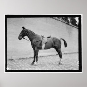Poster Concours hippique 1912