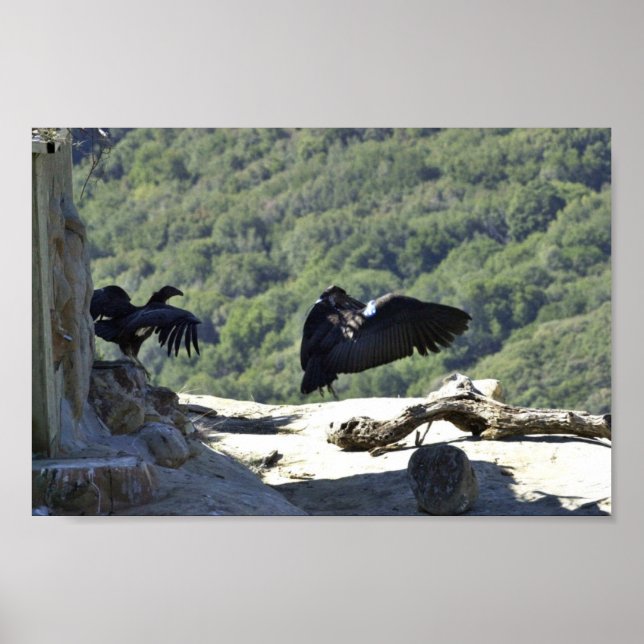 Poster condors californiens (Devant)