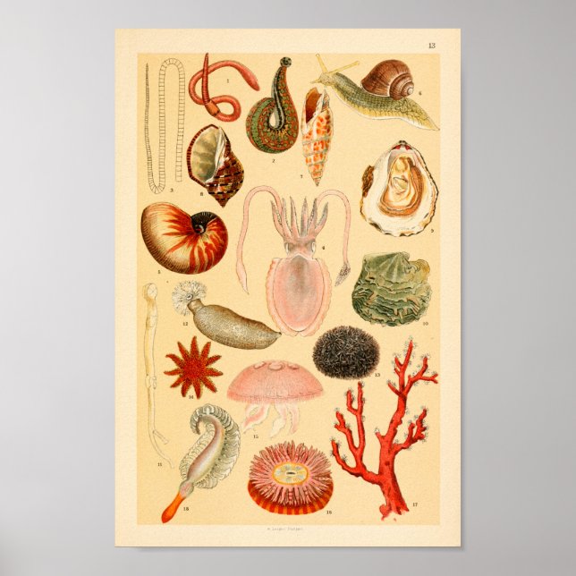 Poster Confiture de calmar Sebaste Sea Life Collection Ar (Devant)
