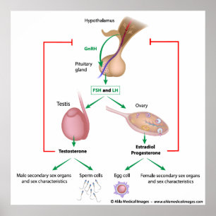 Poster Contrôle hormonal de la puberté chez les garçons e