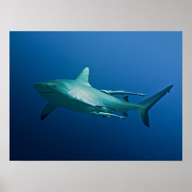Poster cool Reef Shark (Devant)