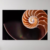 Poster - Cooper Fibonacci Sequi Shell