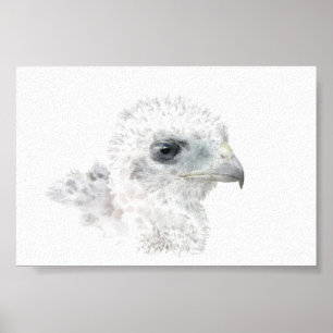 Poster Coopers Hawk Chick
