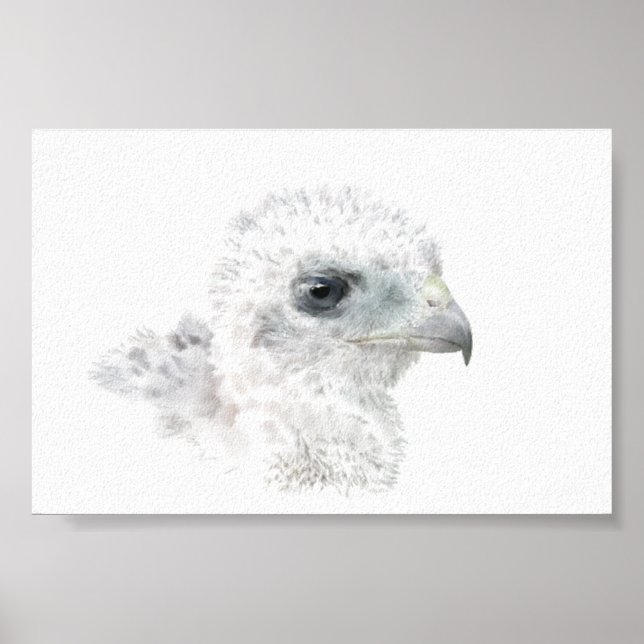 Poster Coopers Hawk Chick (Devant)