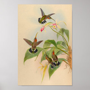 Poster Copie 1861 de colibri d'ermite de cru