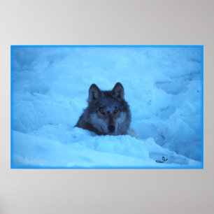 Poster Copie bleue de loup de bois de construction de
