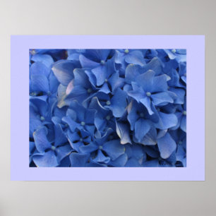 Poster Copie bleue d'hortensias