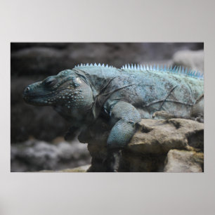 Poster Copie bleue d'iguane