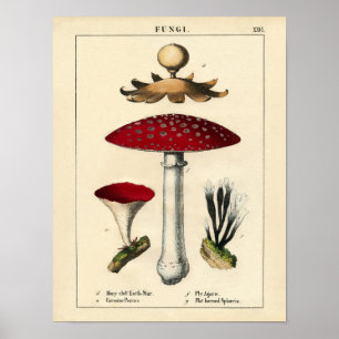 Poster Copie botanique - champignons et champignons