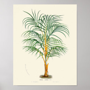 Poster Copie botanique de paume vintage