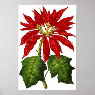 Poster Copie botanique de poinsettia
