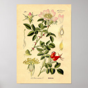 Poster Copie botanique - rose de chien (Rosa Canina)