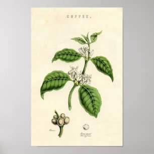 Poster Copie botanique vintage - café