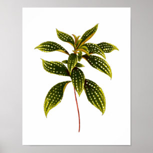 Poster Copie botanique vintage de feuille